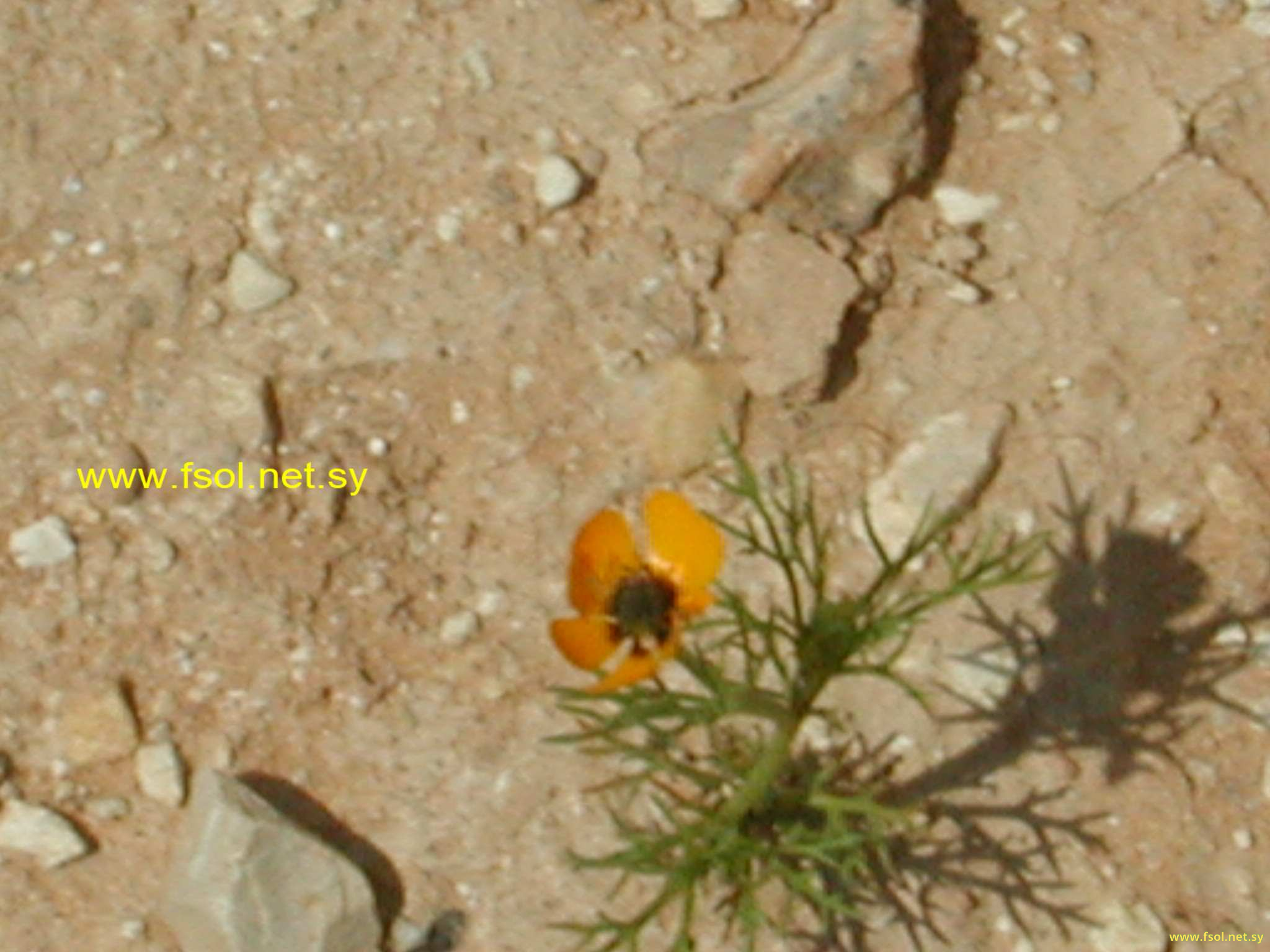 Adonis dentata Del.